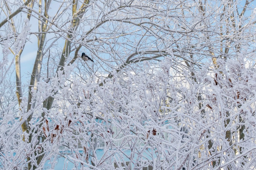 Зимнее кружево