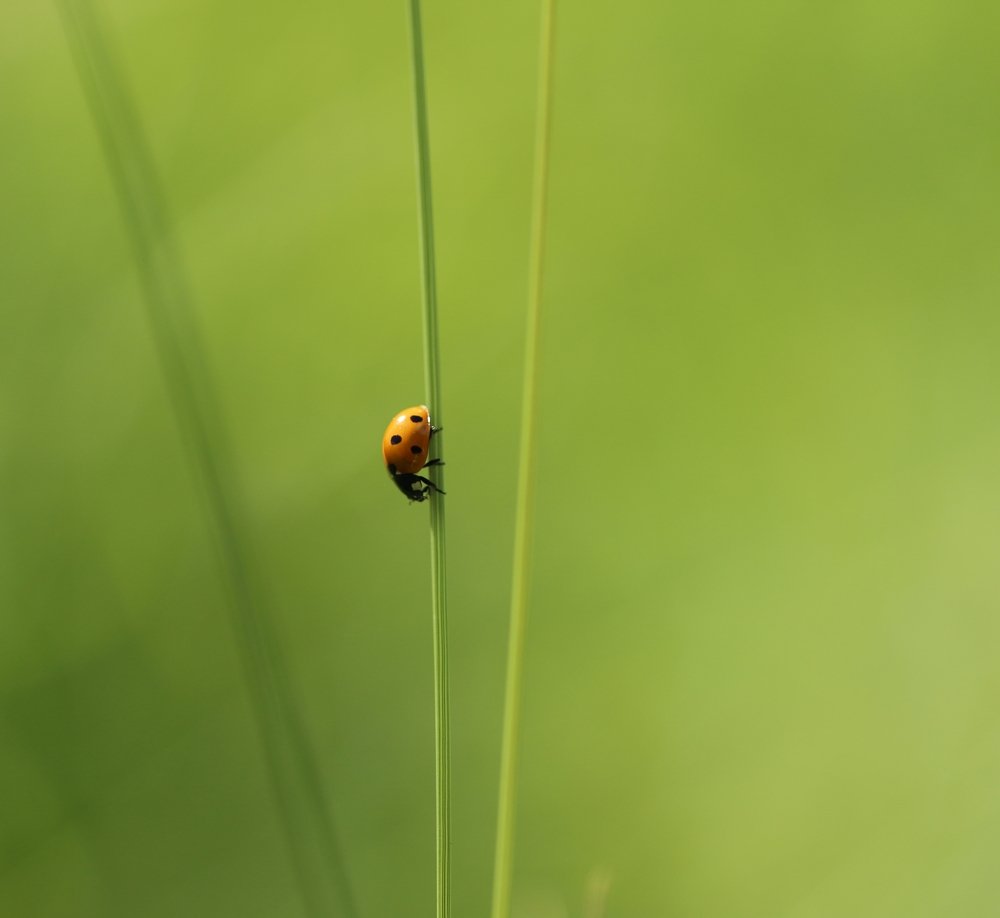 Фотография автора Олег Комарицкий