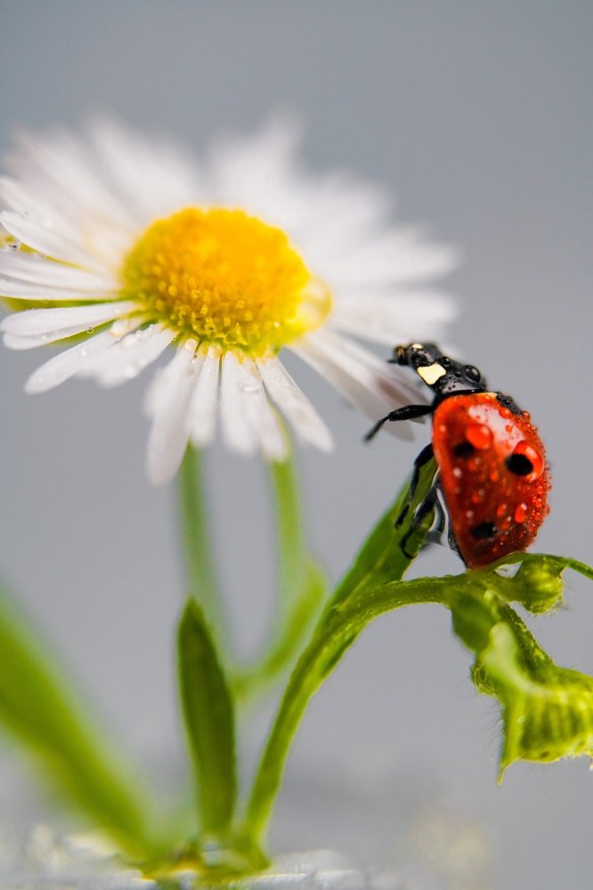 Photograph by Марина Беликова