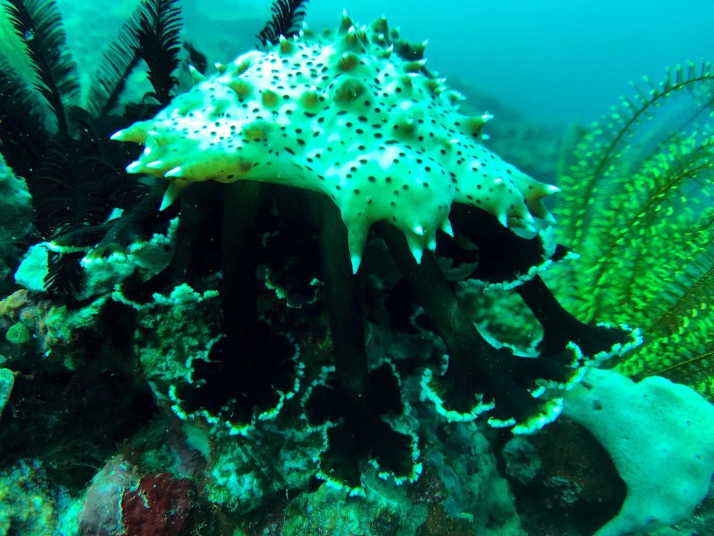 Sea Cucumber