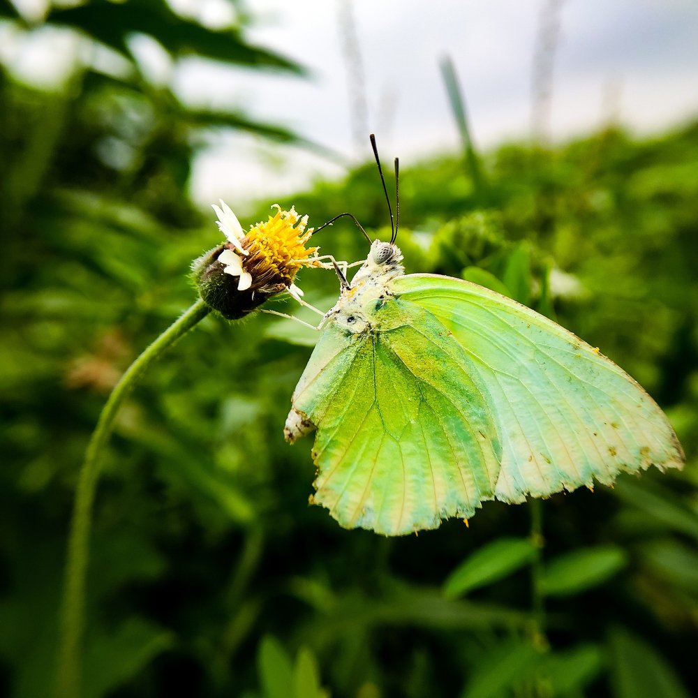 Lemon emigrant butterfly