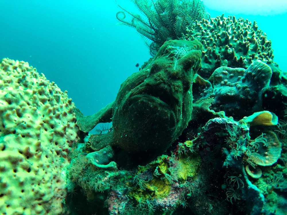 Giant Green Frogfish