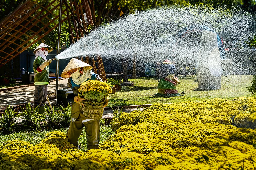 Chăm sóc vườn hoa ngày tết