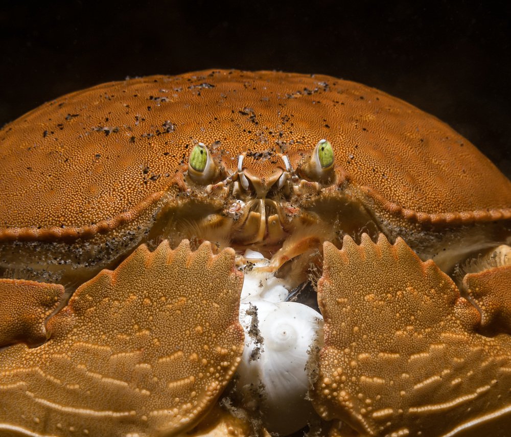 Photograph by Андрей Савин