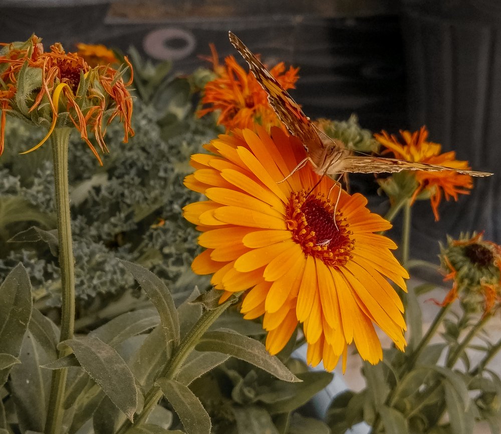 Photograph by Noora HT