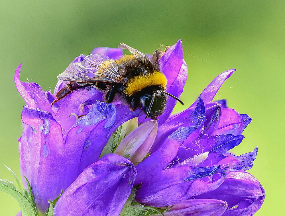 В поисках вкусненького