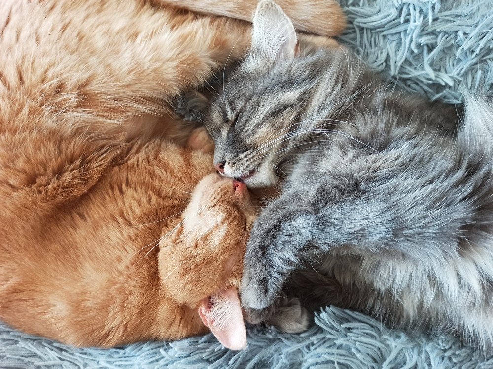 Так любят коты