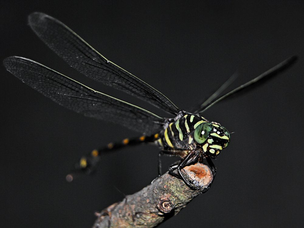 The Common Flangetail