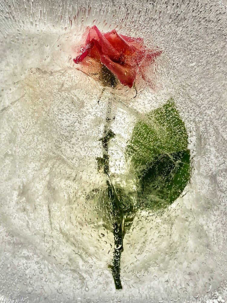 Ледяная роза