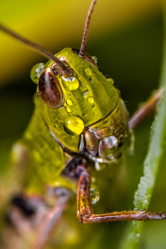 Саранча (кобылка).