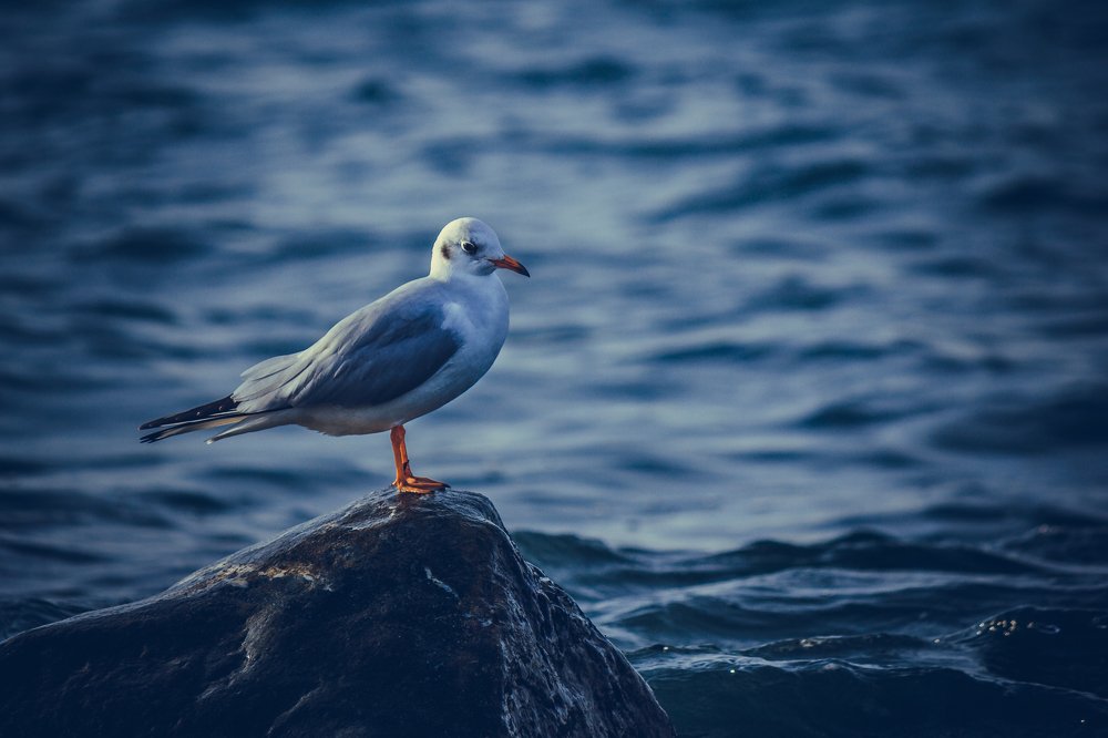 Photograph by Александр Антонов