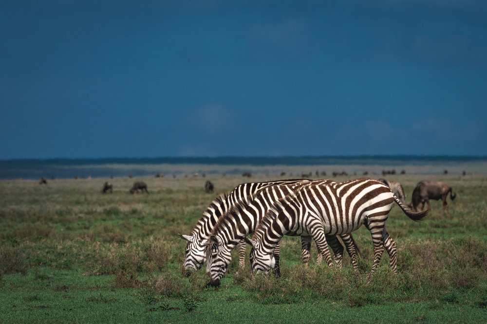 Конь-горыныч/Horse-gorynych