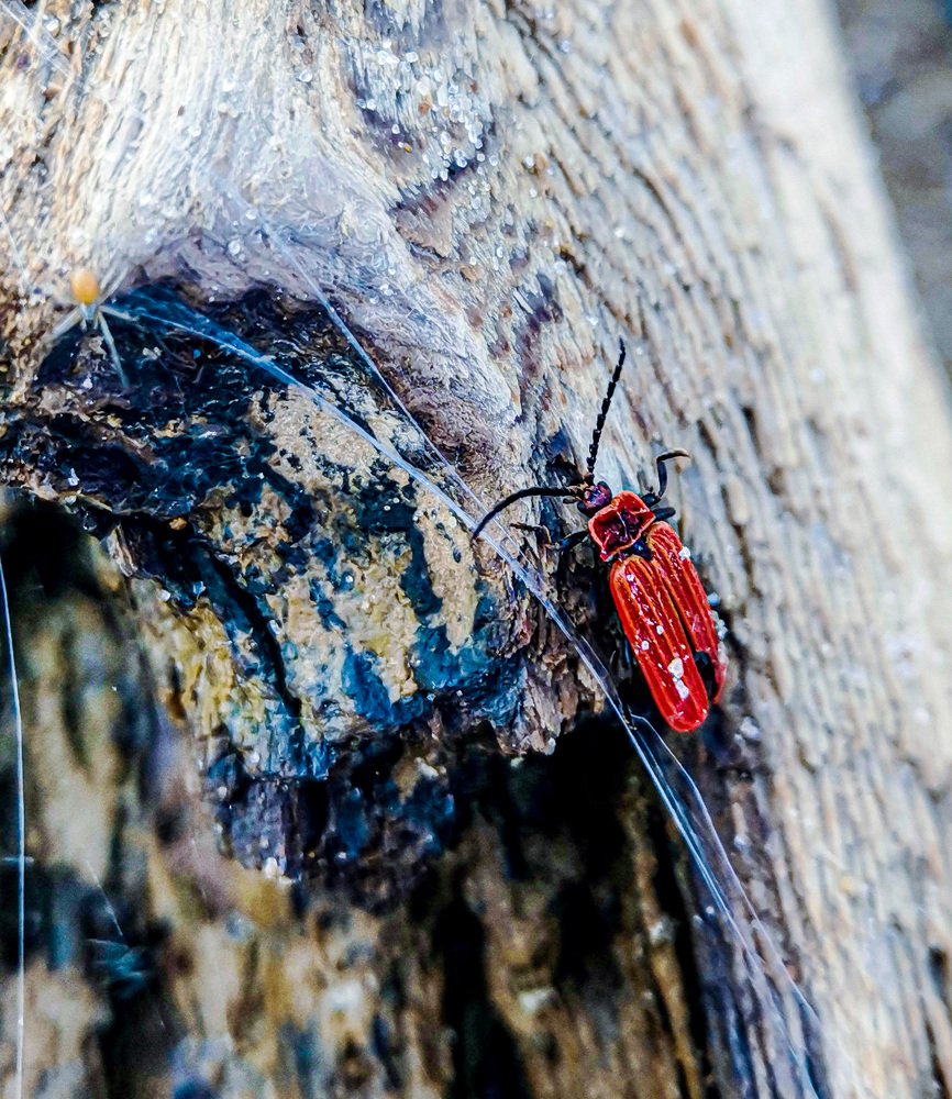 Photograph by Светлана Перминова