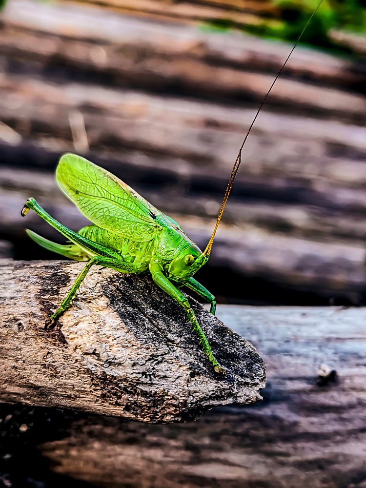 Photograph by Светлана Перминова