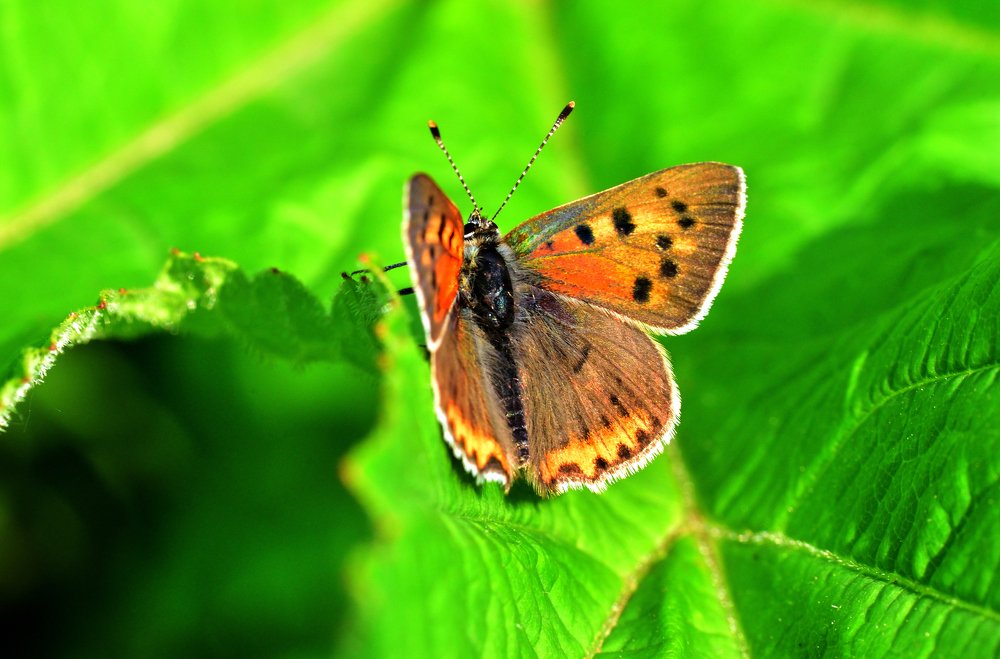 Photograph by Александр Мухин