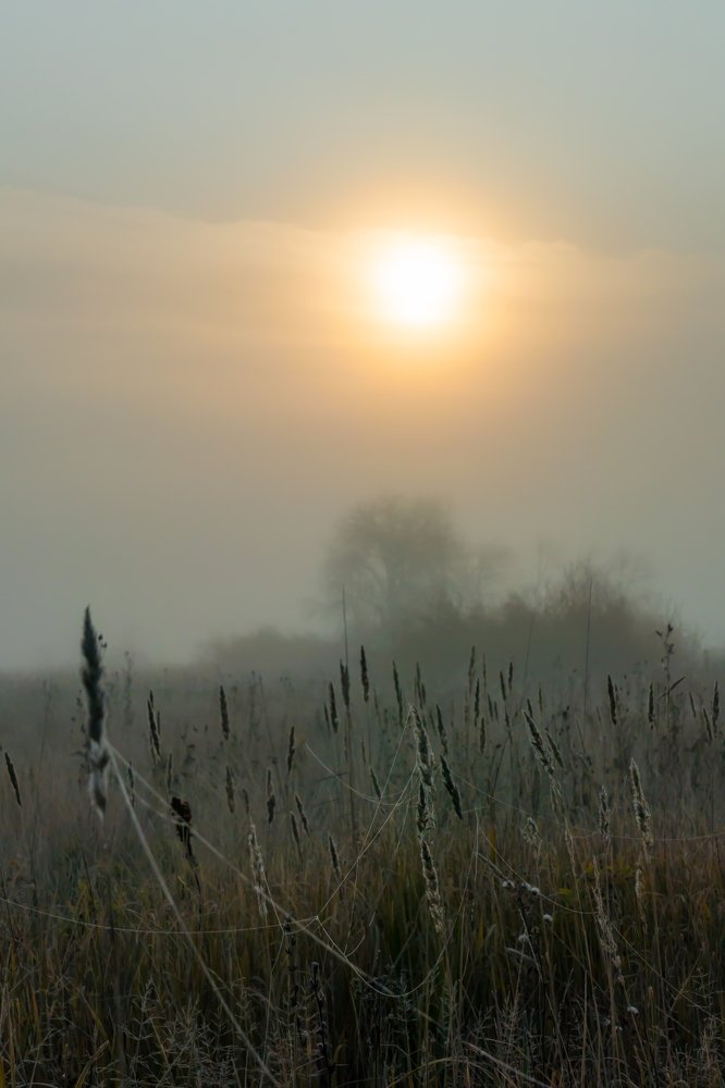A stalk with an ear of dry field grass with cobwebs and covered with dew drops in an autumn foggy field