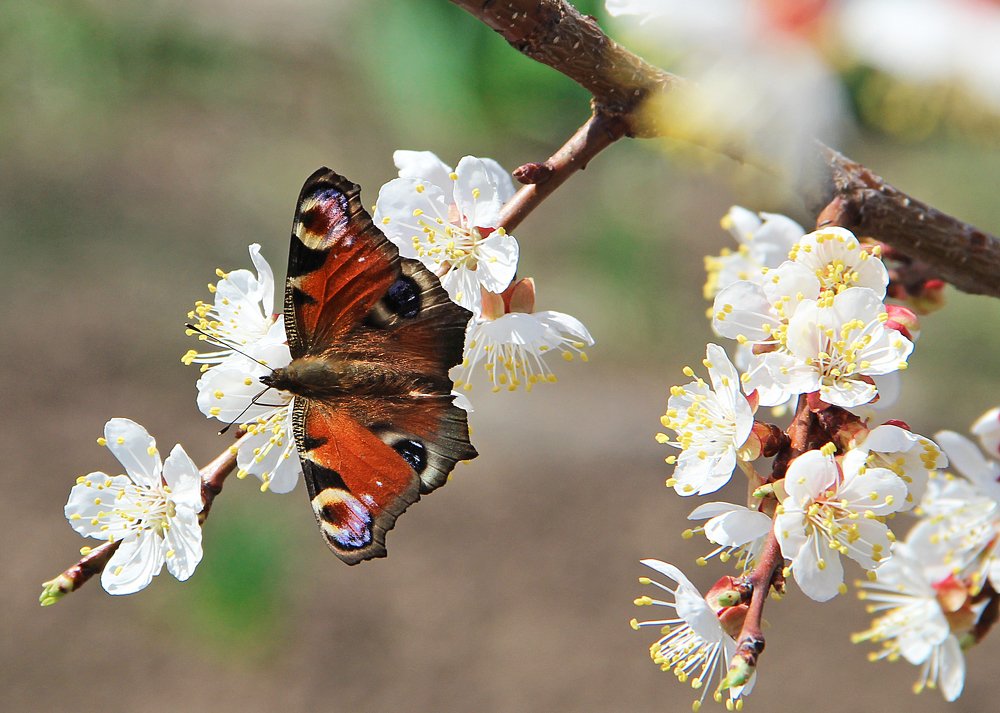 Photograph by Мария Некрасова