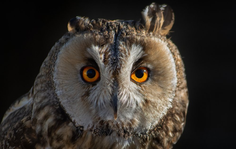 Фотография автора Татьяна Ливеровская