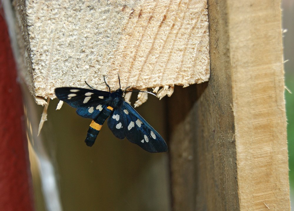 Photograph by Мария Попова