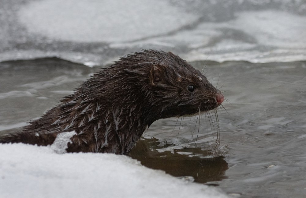 Photograph by Татьяна Ливеровская