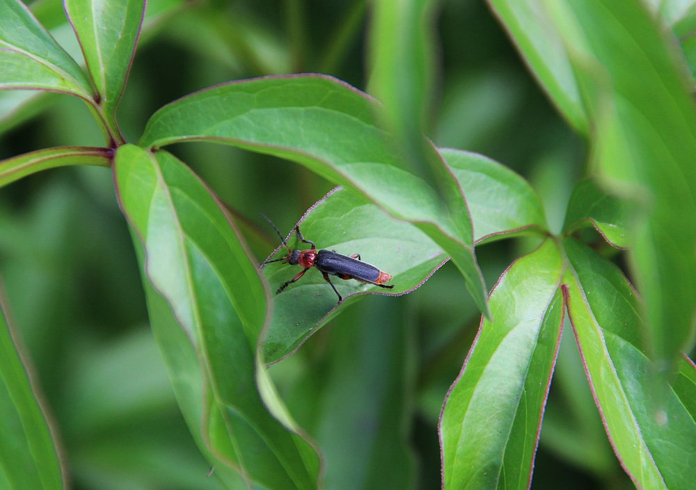 Photograph by Мария Попова