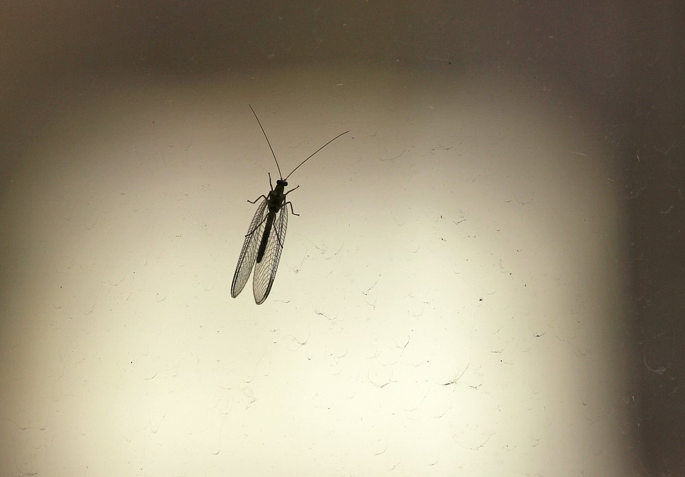 Photograph by Мария Попова