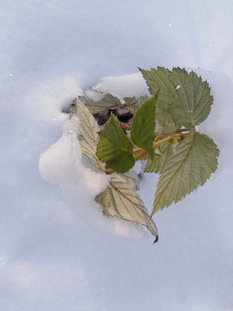 Photograph by Татьяна Ситникова