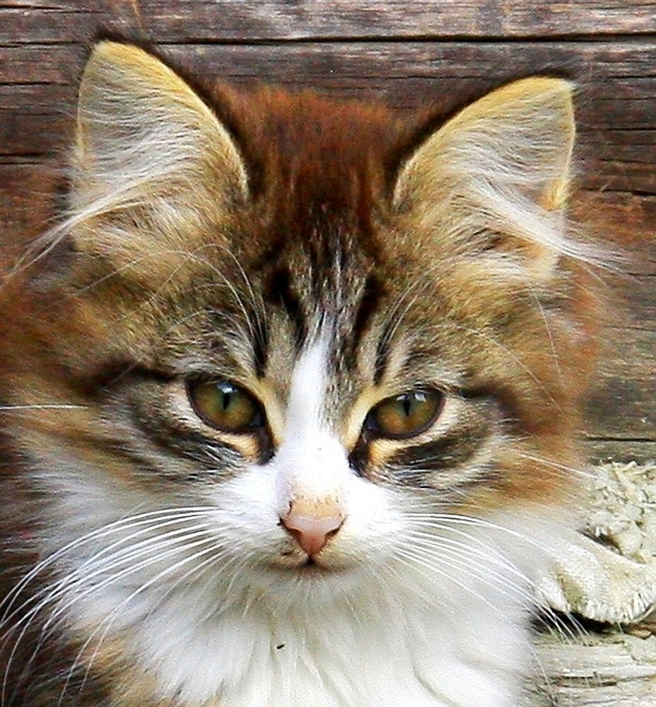 Photograph by Николай Шумилов