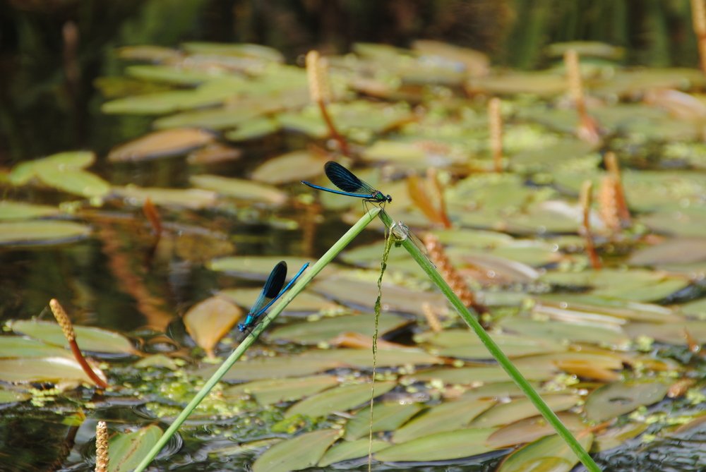 Photograph by Инна Сечко