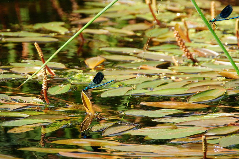 Photograph by Инна Сечко