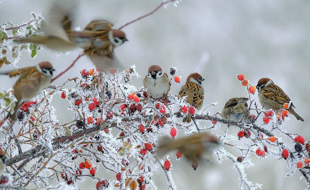 Photograph by Игорь Кляхин
