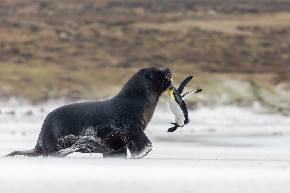 Sea Lion with a King Penguin