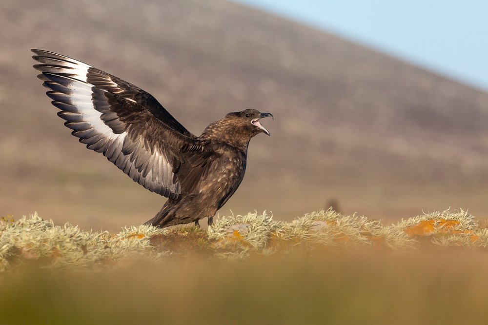 Falklands Skua