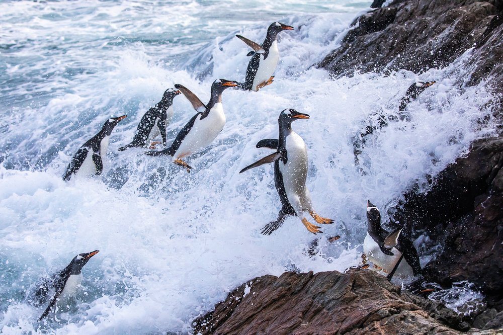 Gentoo Penguin's