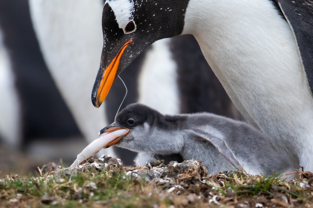 Gentoo Penguin