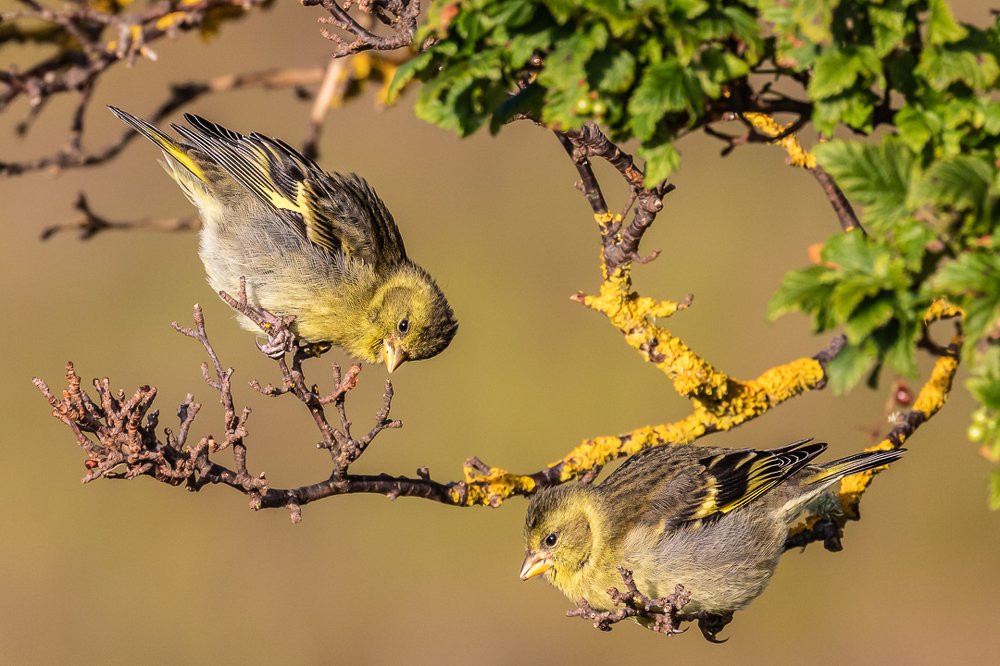 Golden Hour Siskin's