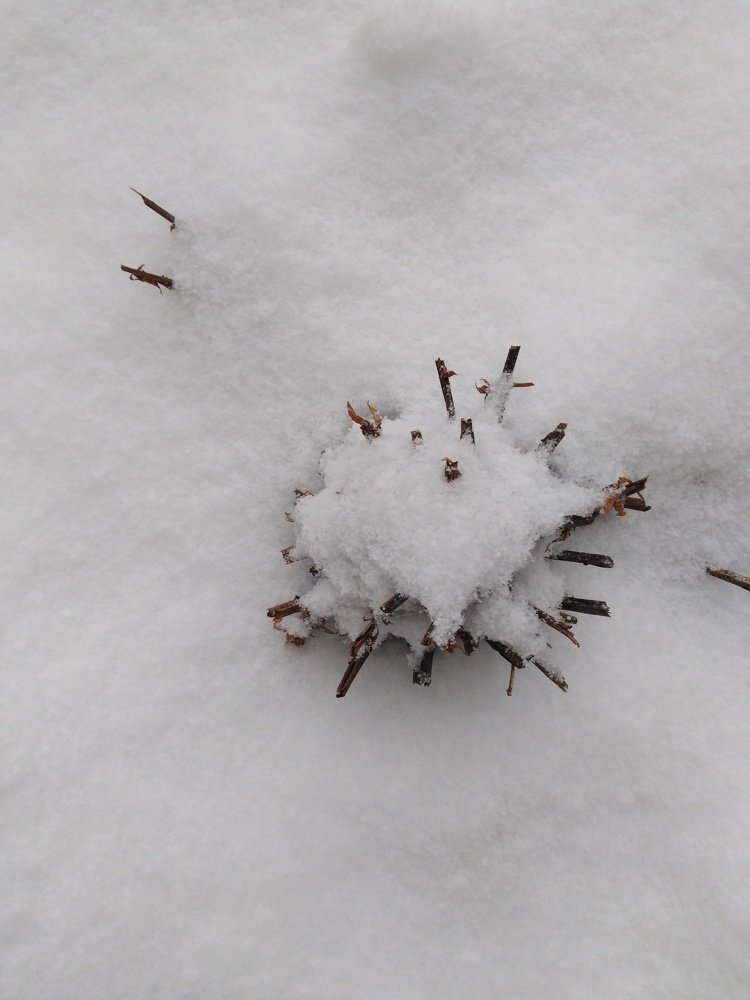 Сублимация.