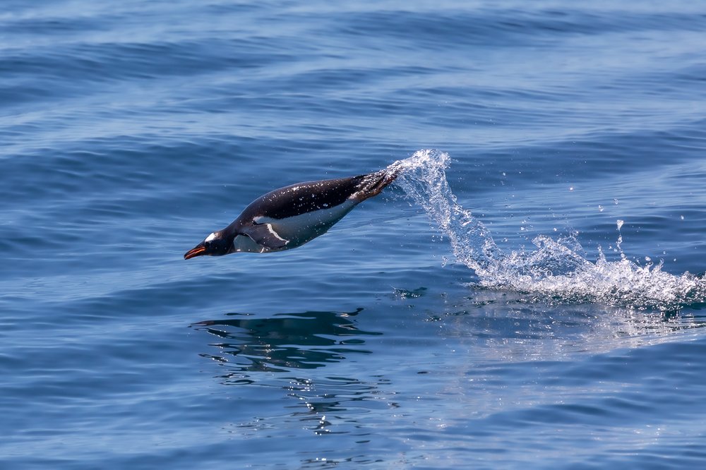 Steeple Jason Island