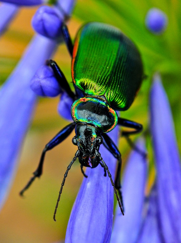 Photograph by Ricardo Ubico