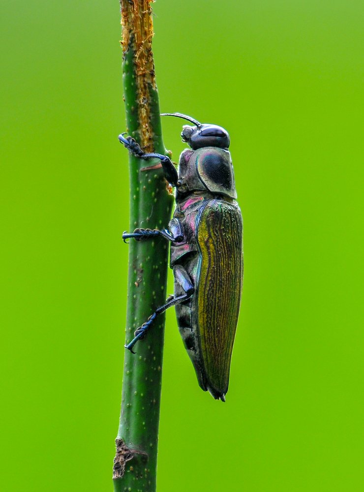 Photograph by Ricardo Ubico