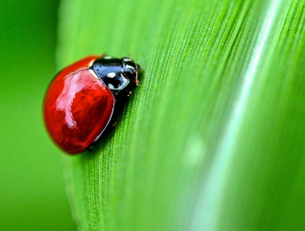 Photograph by Ricardo Ubico