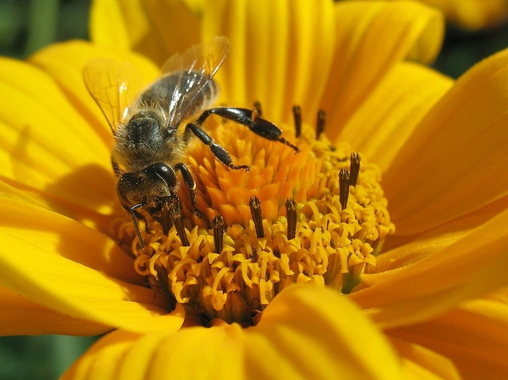Пчела и цветок