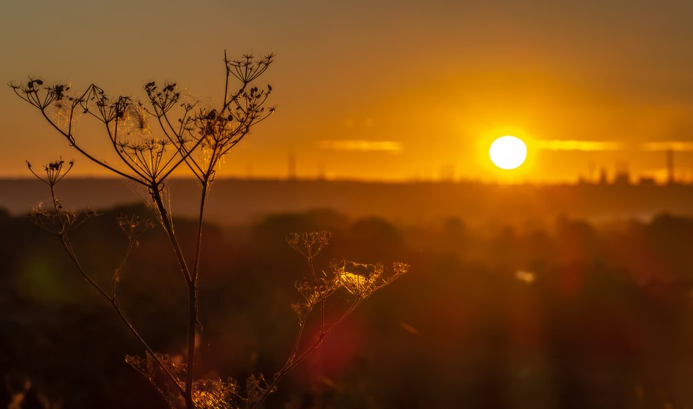 Silhouette of dry stalks of hogweed against the background of the rising sun
