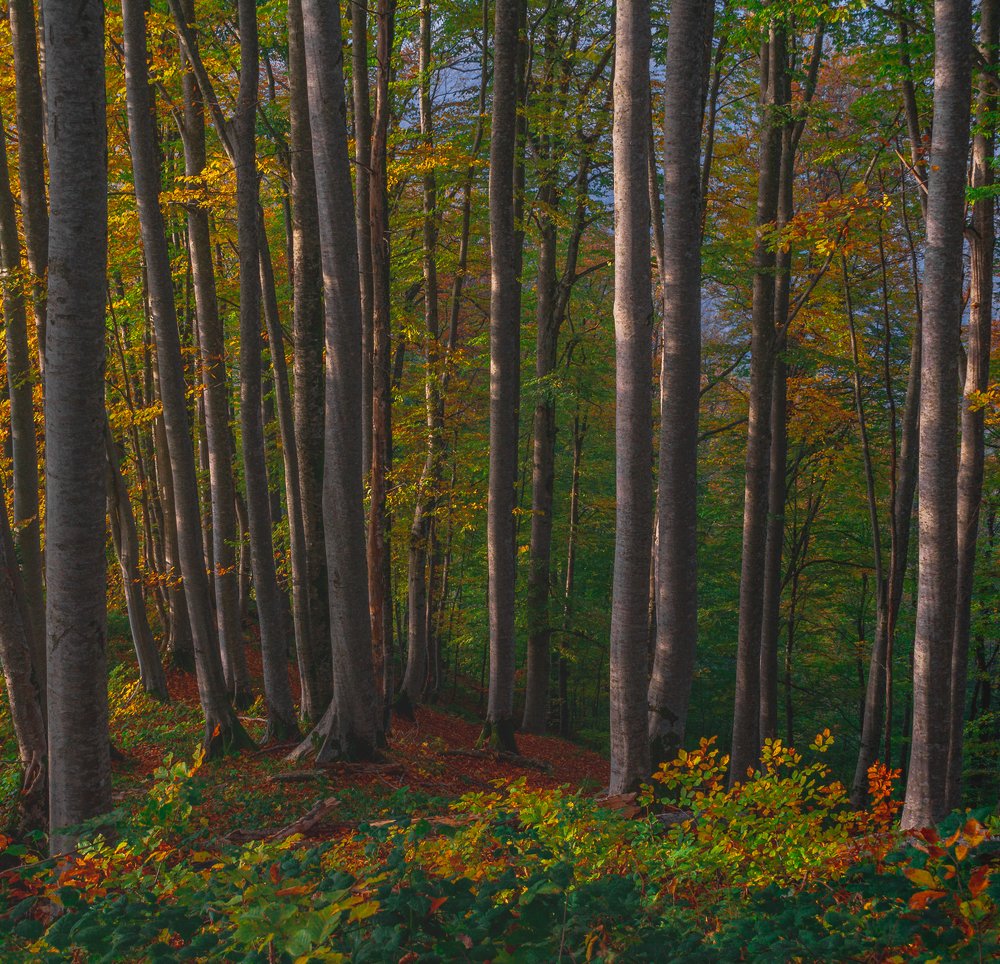 Фотография автора Алексей Чешко