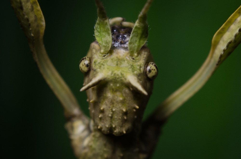 Я есть Грут!