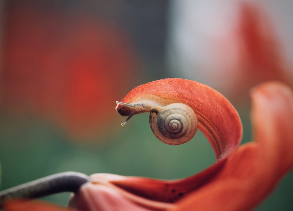 Photograph by Леунина Людмила