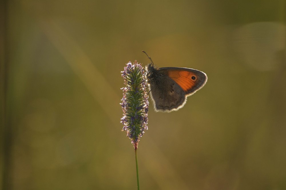 Photograph by Надежда Кузьмина