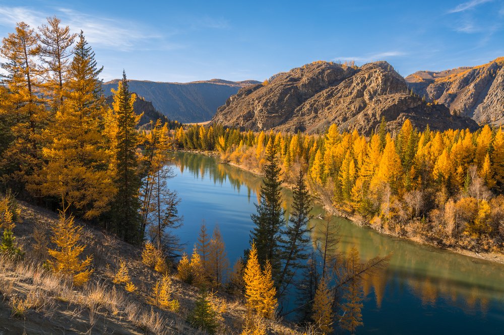 Золото лиственниц