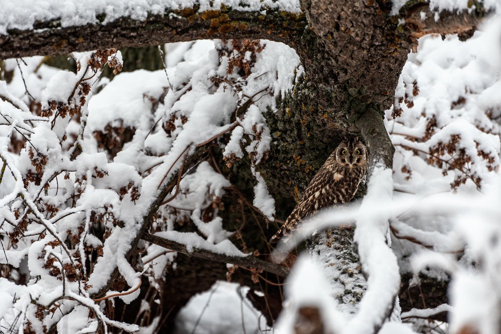 Дневной дозор