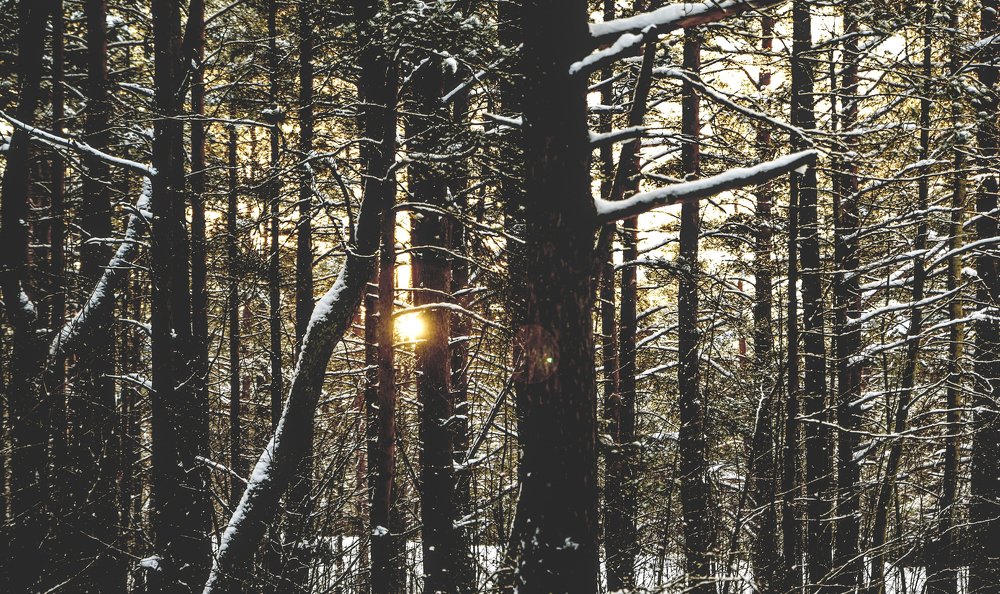 Winter forest